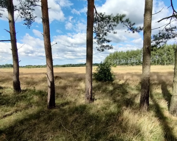 Działka Sprzedaż Komarowo