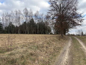Działka Sprzedaż Kikorze