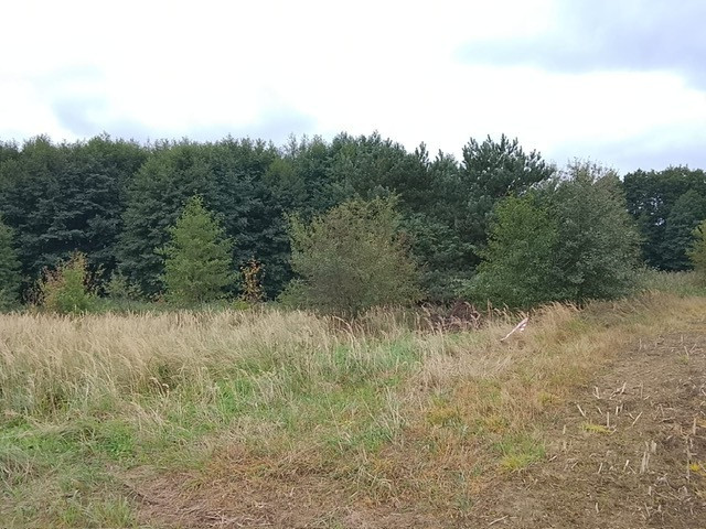 Działka Sprzedaż Stara Dąbrowa 19
