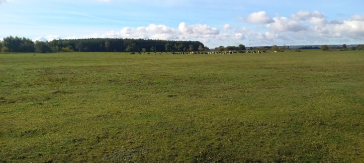Działka Sprzedaż Borzysławiec 4