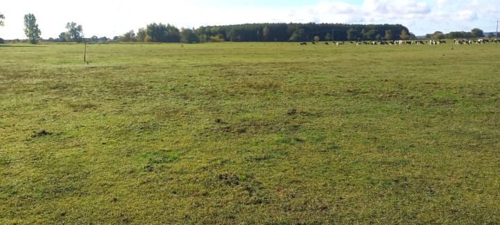Działka Sprzedaż Borzysławiec 5