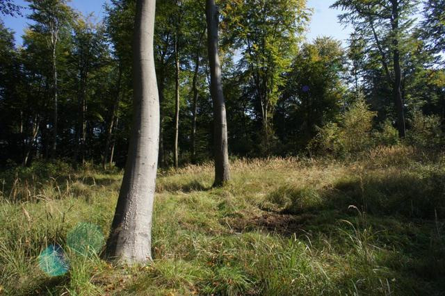 Działka Sprzedaż Dobra 13