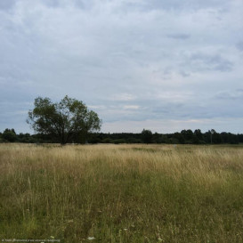 Działka Sprzedaż Buk