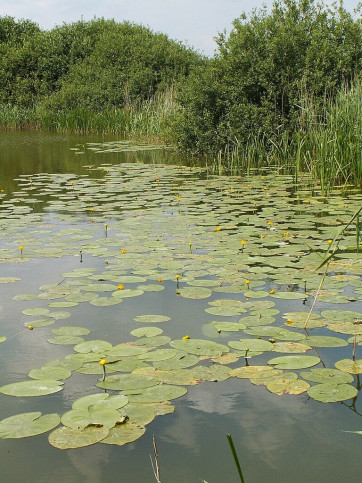 Działka Sprzedaż Giżyn 3
