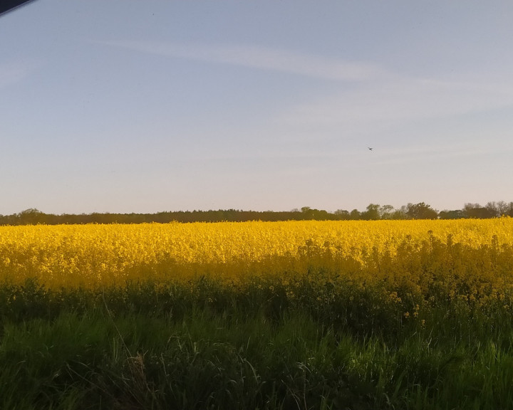 Działka Sprzedaż Bielkowo Zbożowa