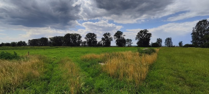 Działka Sprzedaż Rurzyca