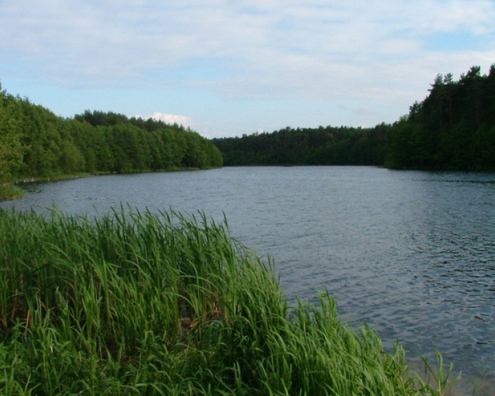 Działka Sprzedaż Żabin