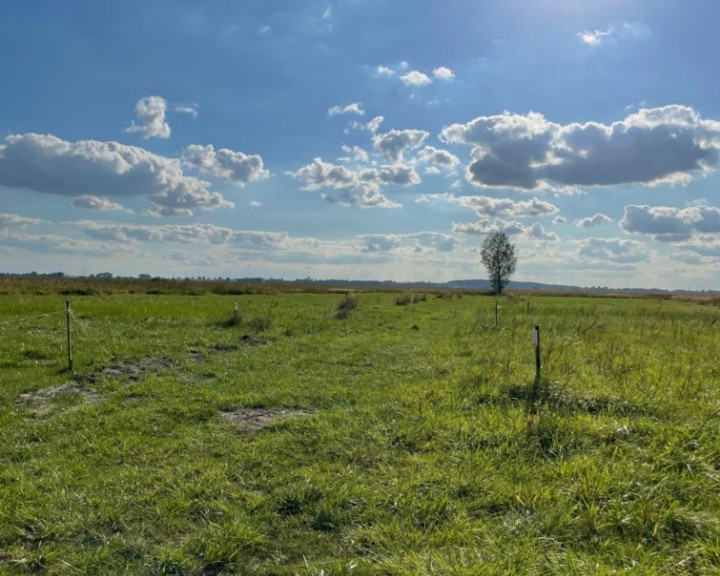 Działka Sprzedaż Wierzbno