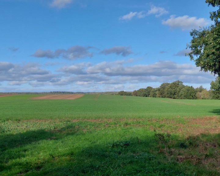 Działka Sprzedaż Żelisławiec