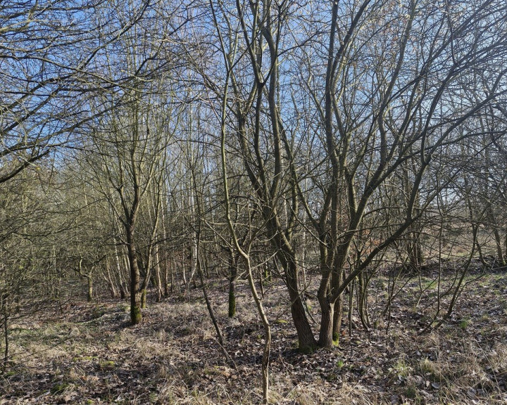 Działka Sprzedaż Stare Czarnowo Szczecińska