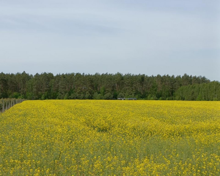 Działka Sprzedaż Stawno