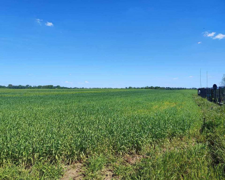 Działka Sprzedaż Kolonia Dolna-Grabowo