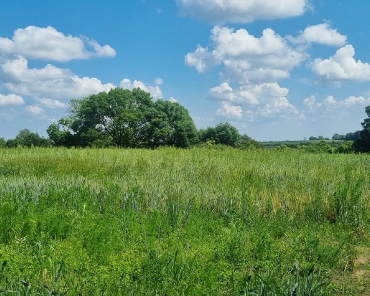 Działka Sprzedaż Barnisław