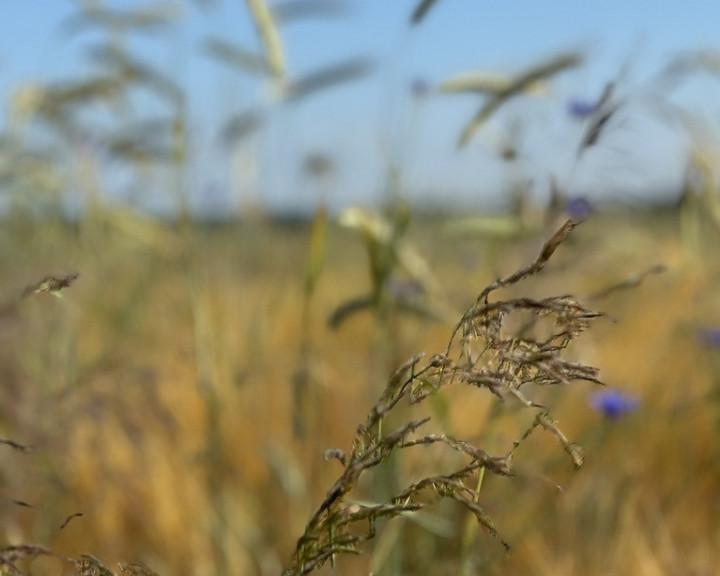 Działka Sprzedaż Goleniów